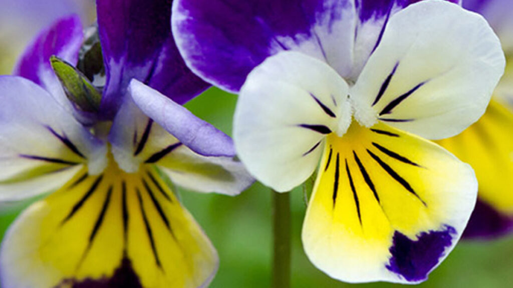 Flores de primavera temprana con pensamientos