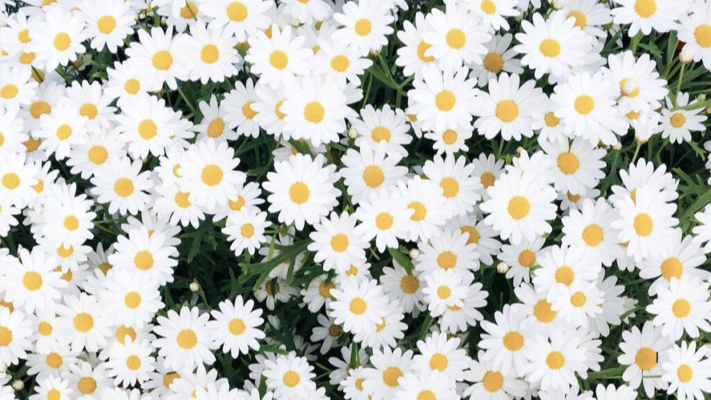 early spring flowers with shasta daisies