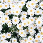 early spring flowers with shasta daisies
