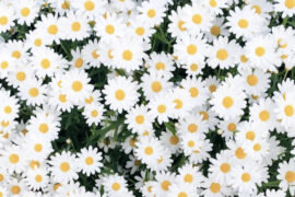 early spring flowers with shasta daisies