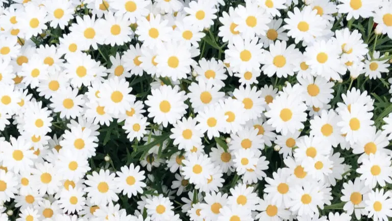 All About Daisies