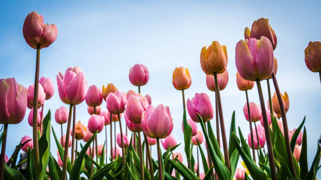 Flores de primavera temprana con tulipanes