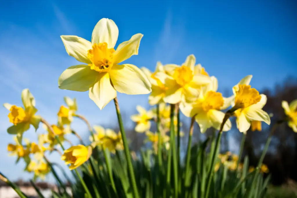 early spring flowers with daffodils