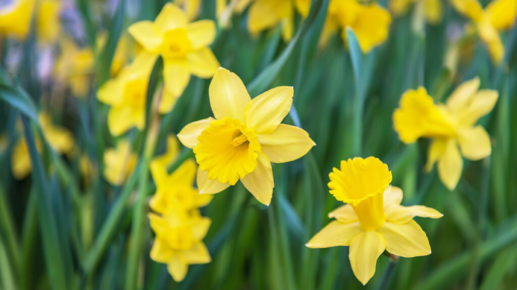 Flores de Pascua con narcisos