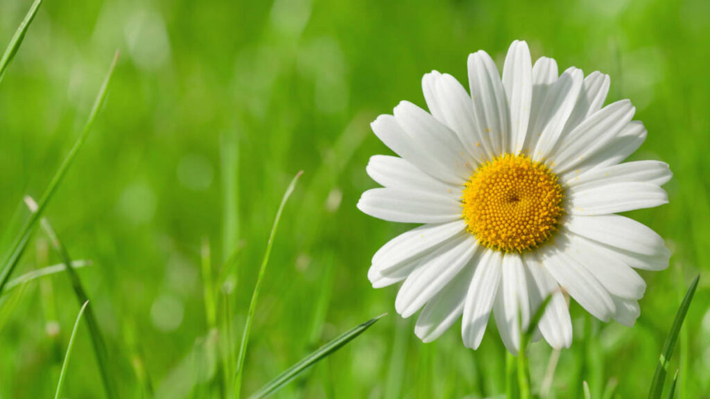 Types of Easter flowers with a closeup of a daisy in a field.