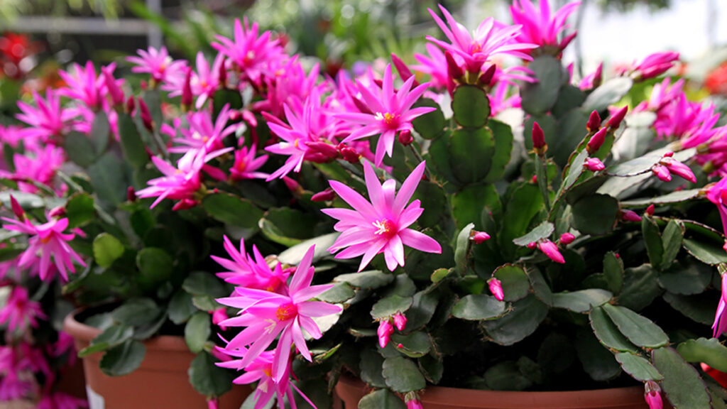 Flores de Pascua con cactus de Pascua