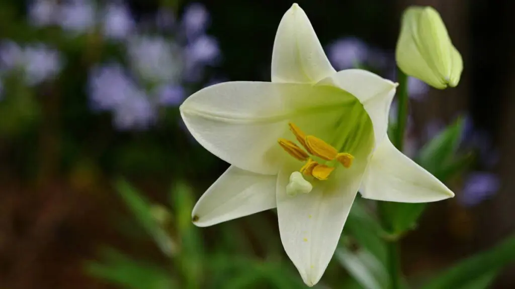 Easter flowers guide with an Easter lily in a garden.