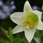 easter flowers with easter lily