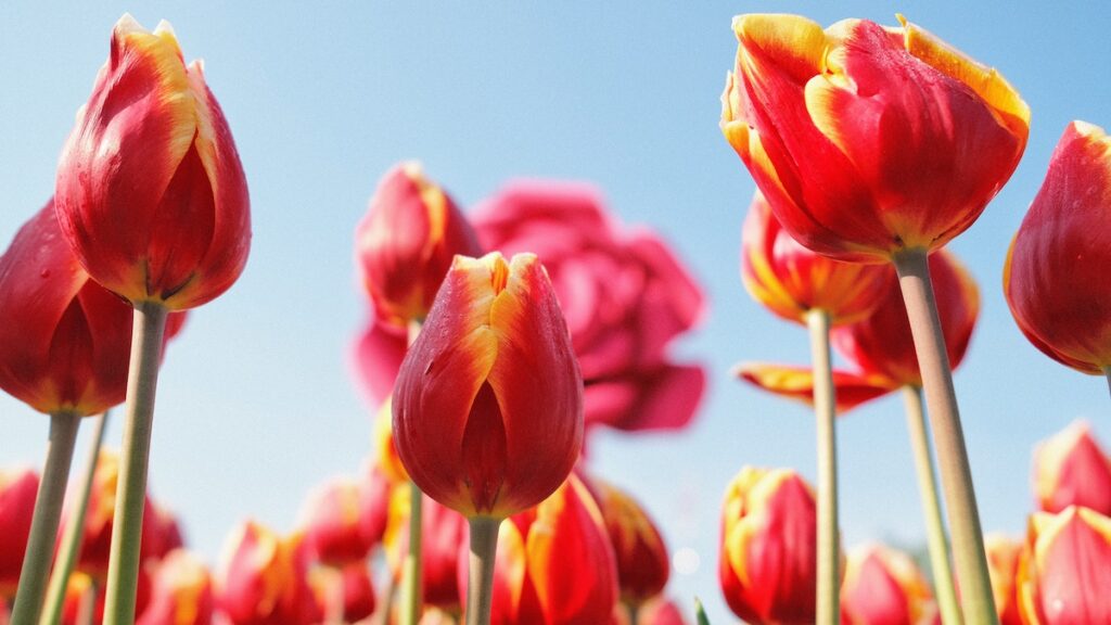 Flores de Pascua con tulipanes