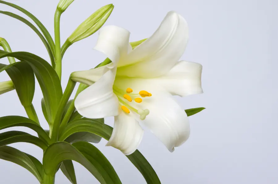 easter lily care with blooming easter lily