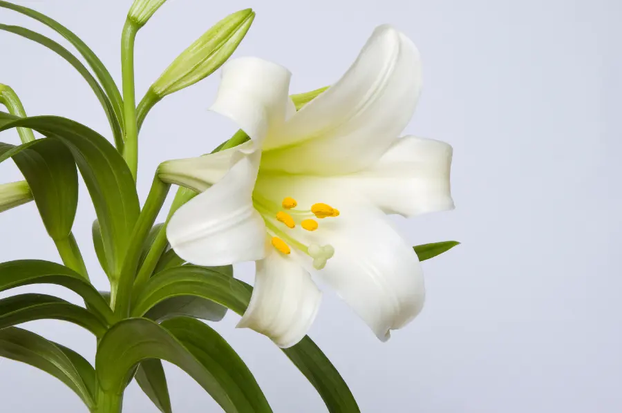 cuidado del lirio de pascua con lirio de pascua en flor