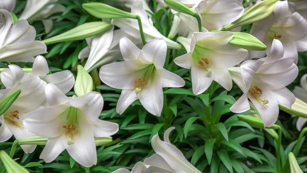 cuidado del lirio de pascua con lirios de pascua en flor