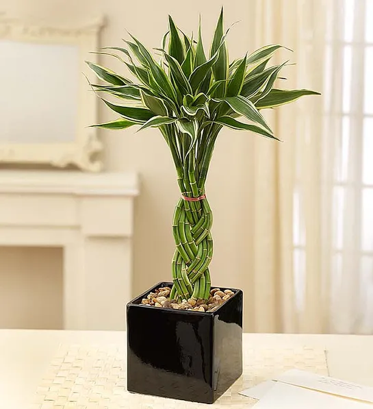 office plants with Modern Bamboo