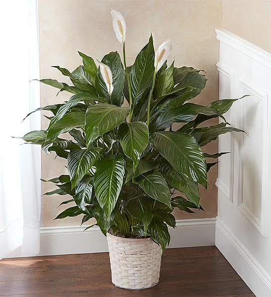office plants with Peace Lily Plant