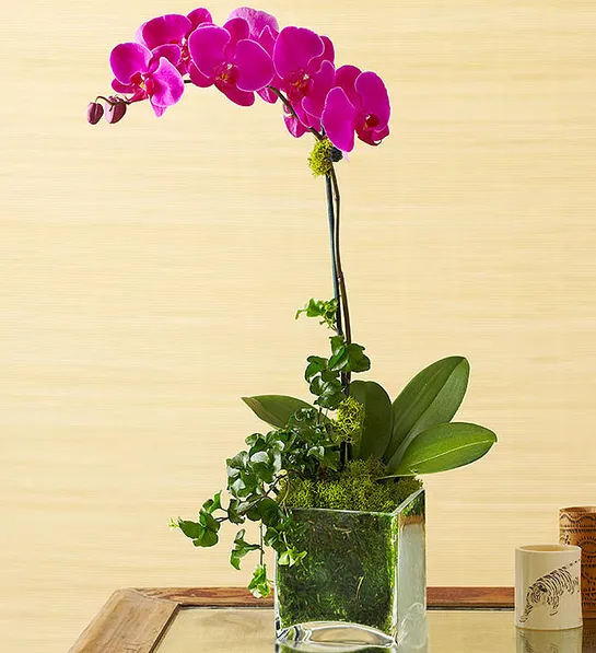 office plants with Purple Phalaenopsis Orchid