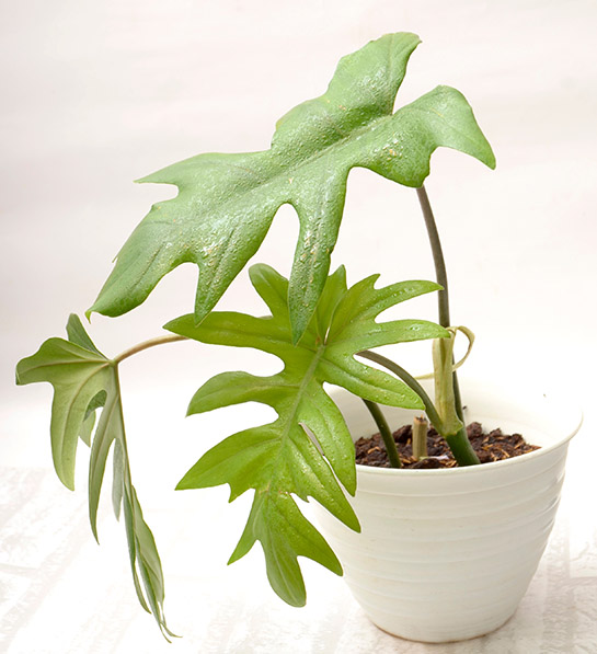 office plants with philodendron