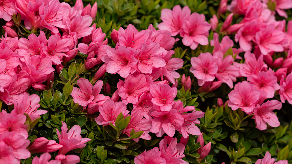 Flores de primavera con azalea