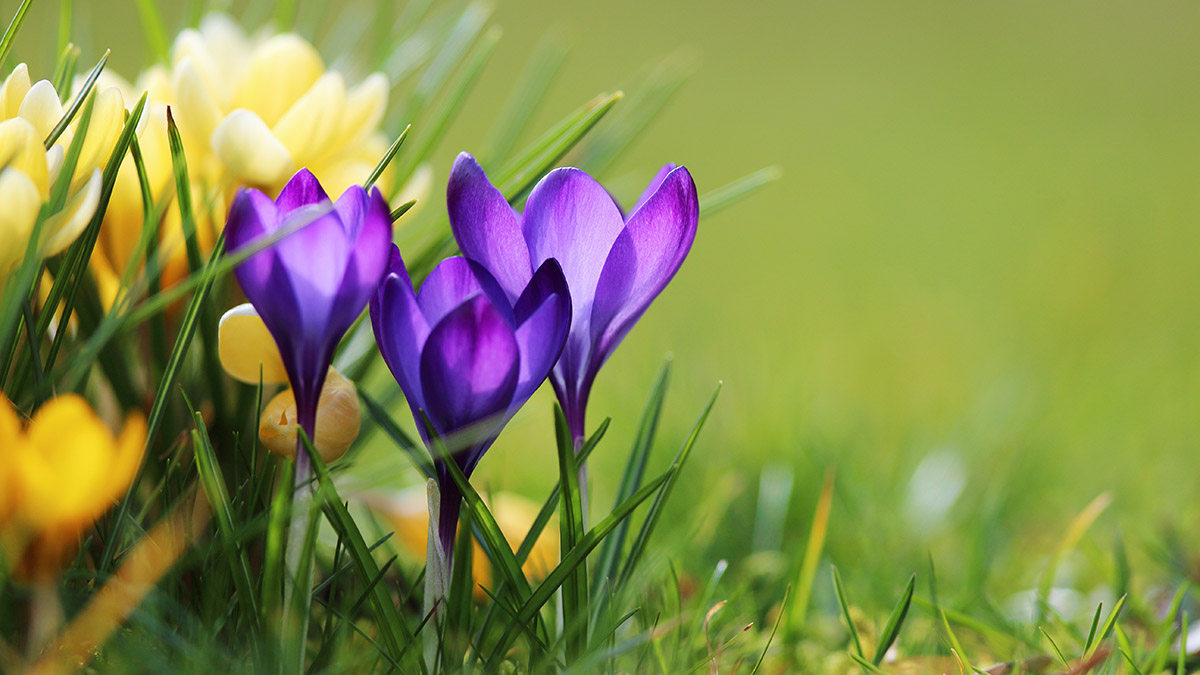 Spring flowers with crocuses