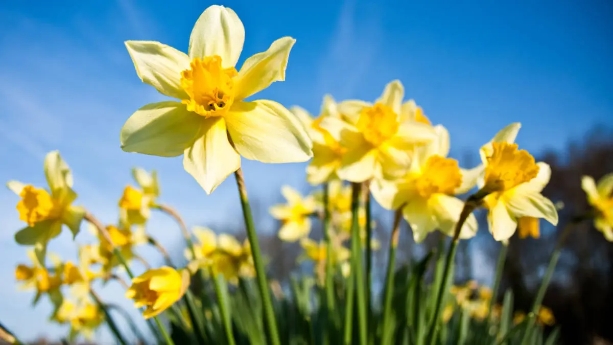 spring flowers with daffodils