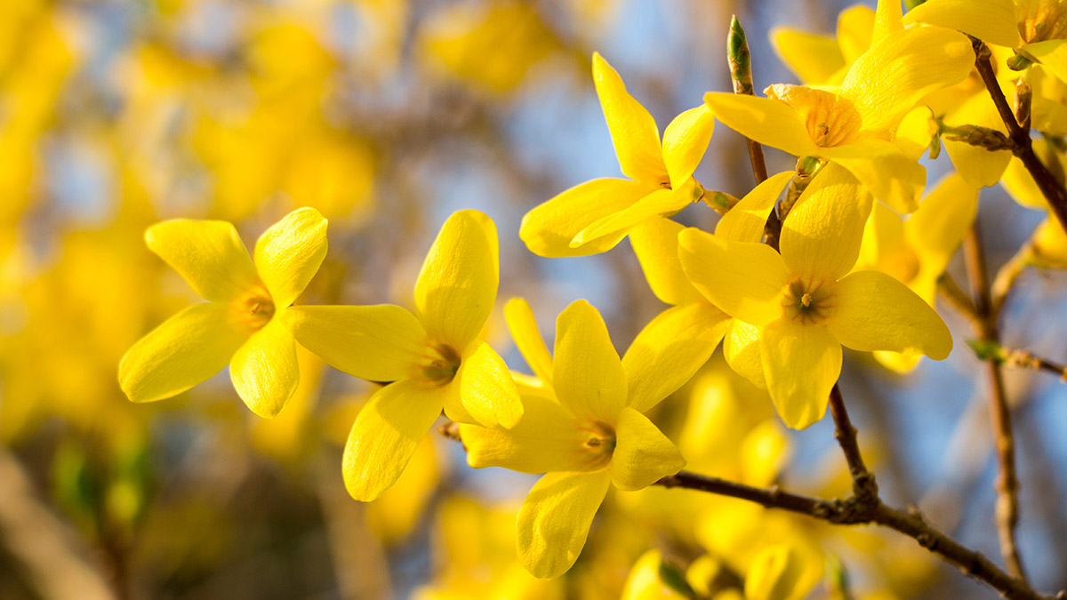 Spring flowers with forsythia
