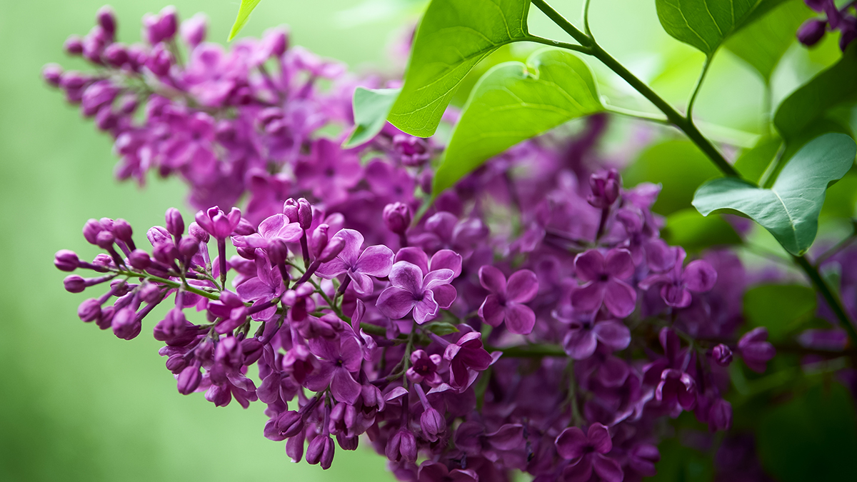 spring flowers with lilac