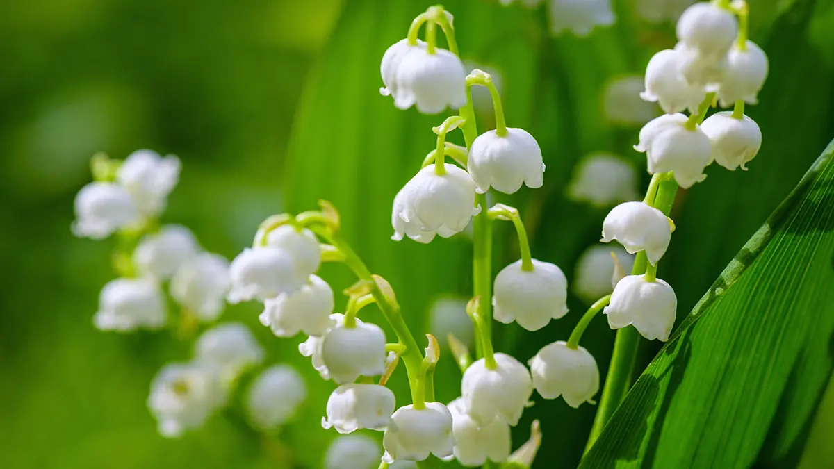 spring flowers with lily of the valley