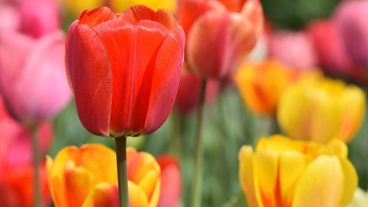 Flores de primavera con tulipanes
