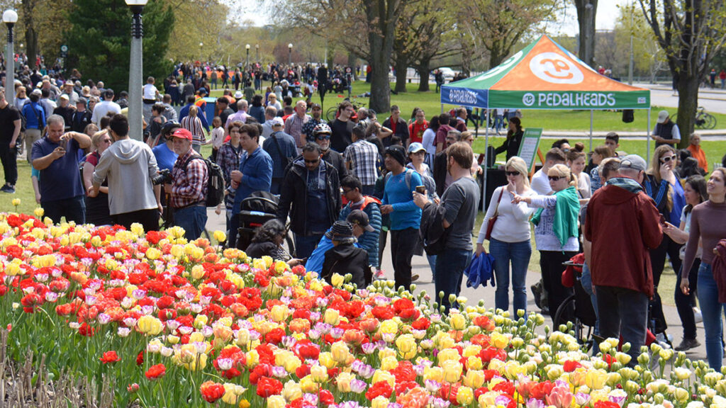 Festivales de tulipanes con Canadian Tulip Festival