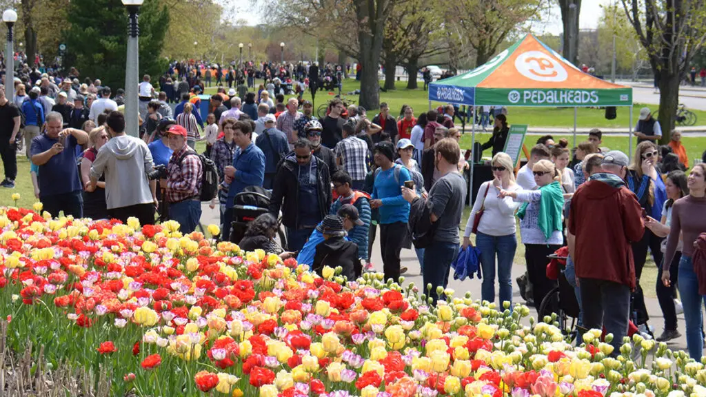 tulip festivals with Canadian Tulip Festival