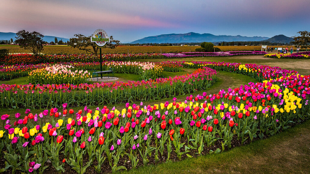 Festivales de tulipanes con Skagit Valley Tulip Festival