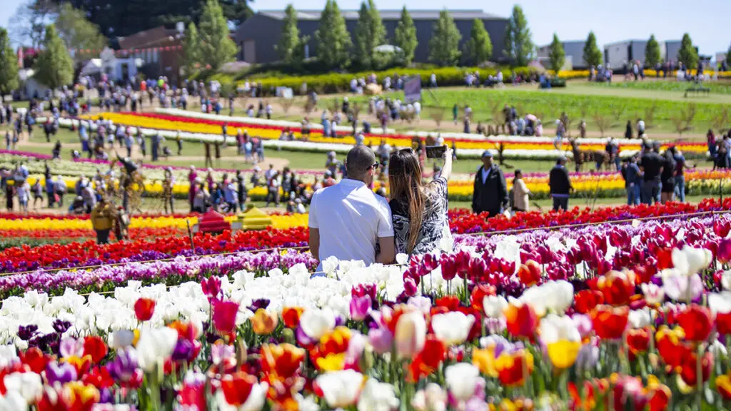 tulip festivals with Tesselaar