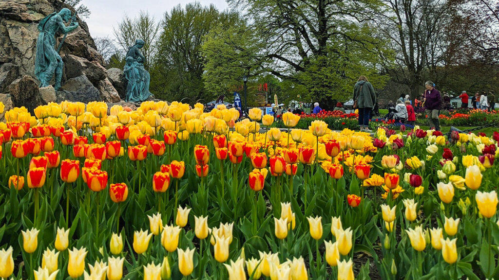 Festivales de tulipanes con Albany Tulip Festival Albanydotcom