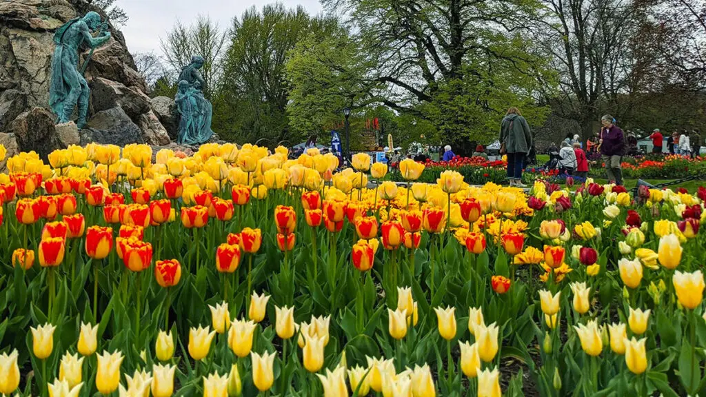 tulip festivals with albany tulip festival Albanydotcom