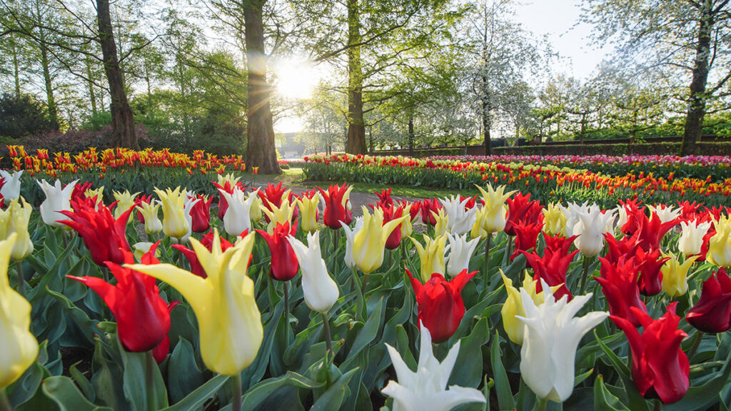 tulip festivals with keukeuhof