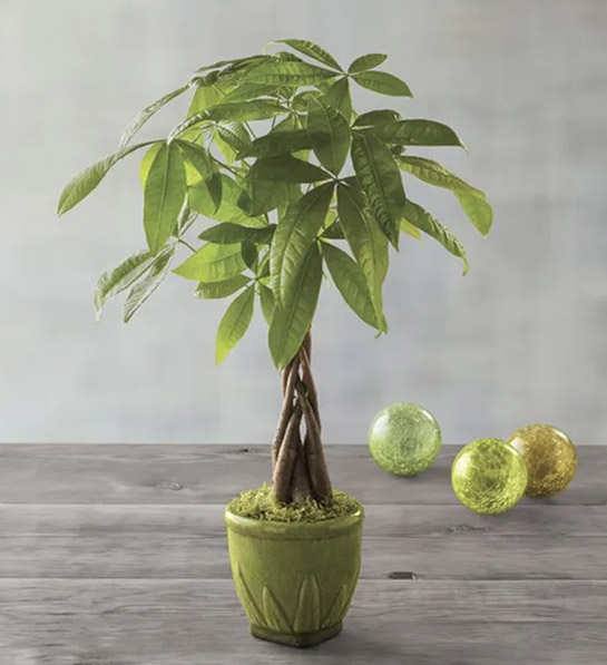 Gifts for empty nest moms with Money Tree