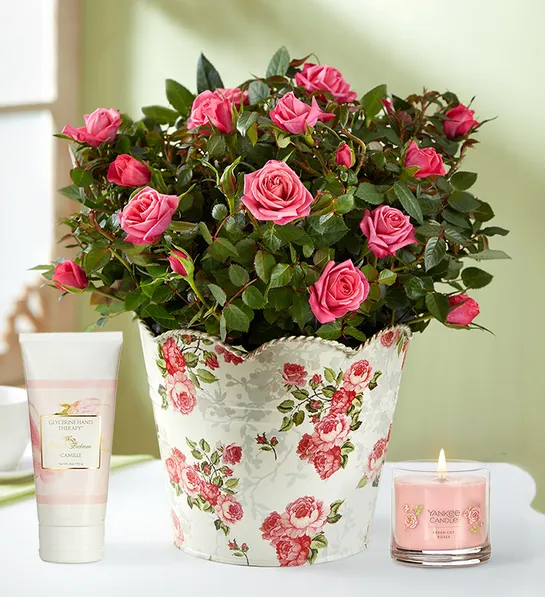 Gifts for moms with young children with Classic Budding Rose