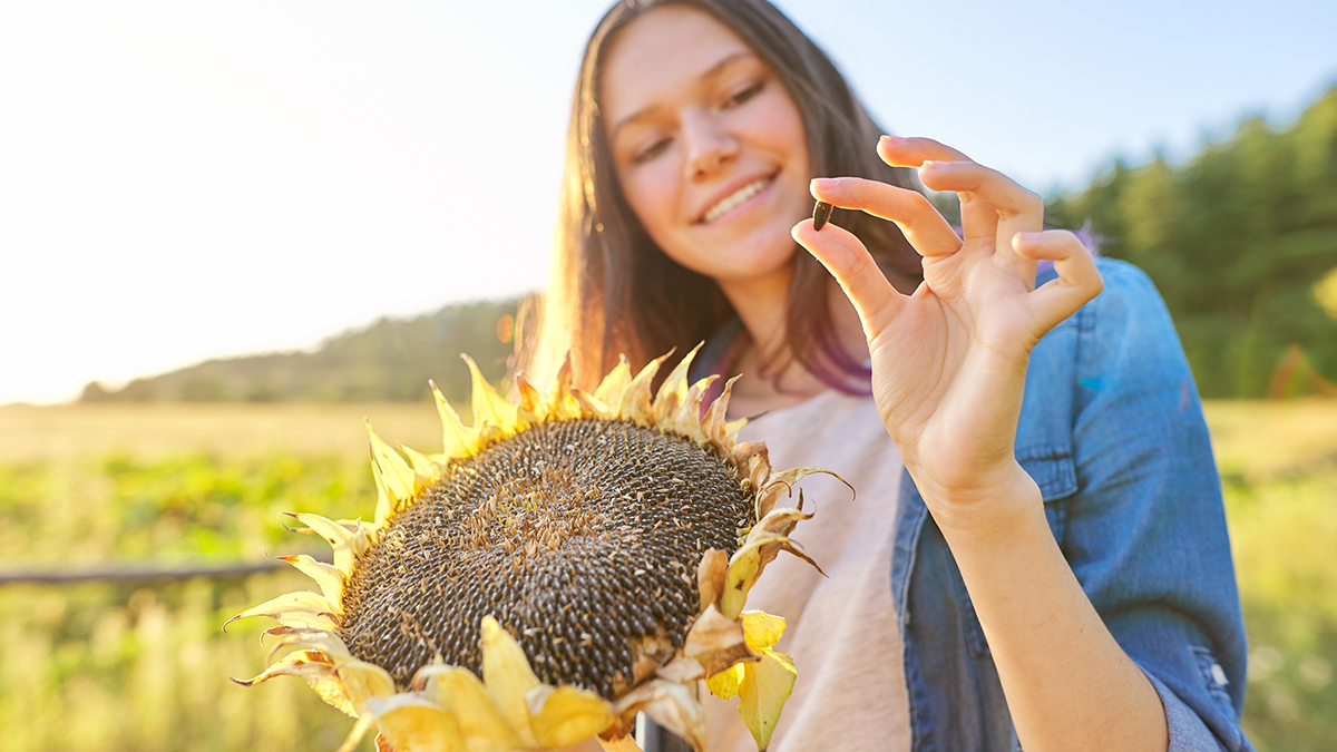 care for sunflowers with girl holding sunflower seed