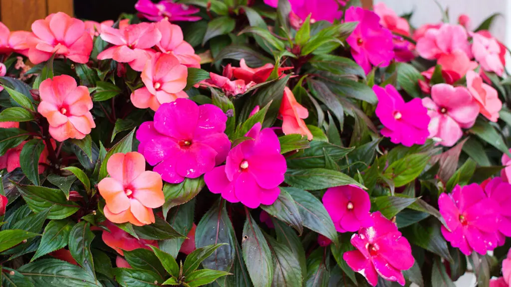 flowers for kids with impatiens