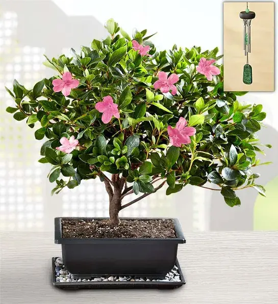 Regalos para mamás no tradicionales Azalea Bonsai