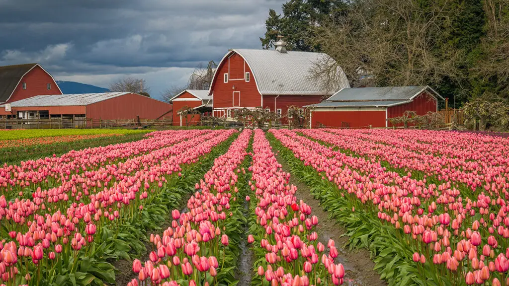 viaje de los tulipanes con tulipanes que crecen en la granja