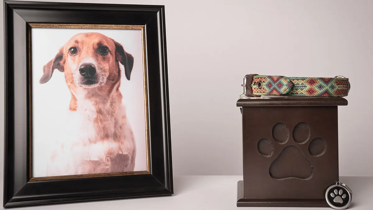 Pérdida de una mascota con foto de perro y urna