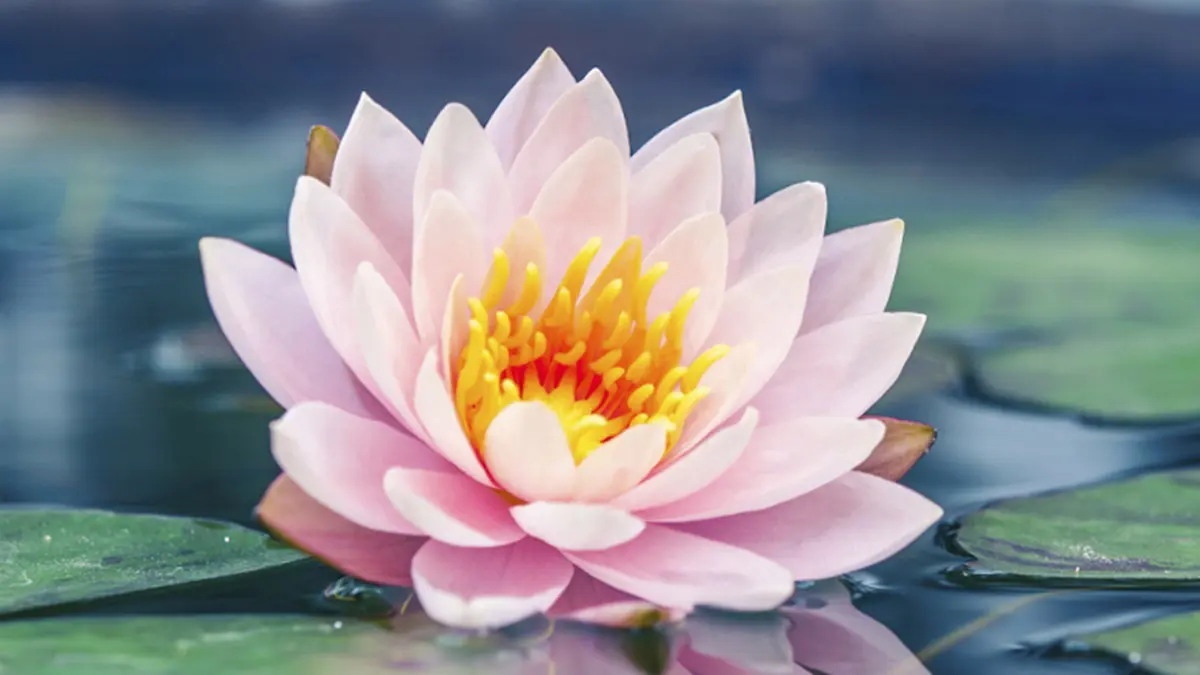 exotic flowers with lotus