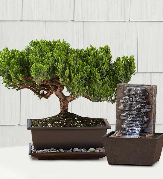 zodiac compatibility with juniper bonsai