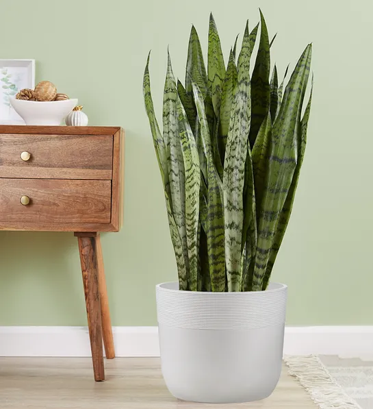 zodiac sign gifts with snake plant