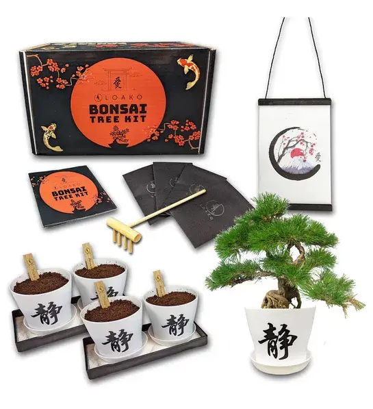 birthday gifts for gemini with japanese bonsai tree kit