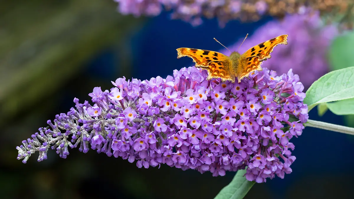 flowers that attract butterflies with butterfly bush