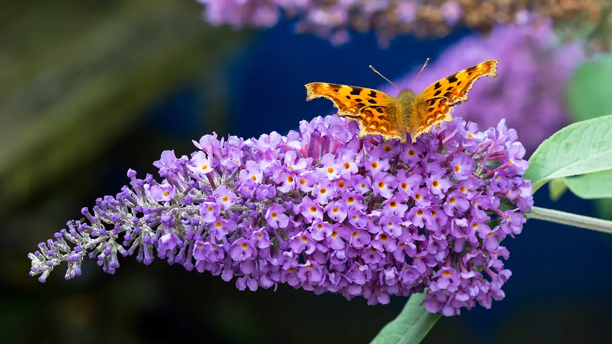 Spring Butterfly Beauty, Flower Delivery