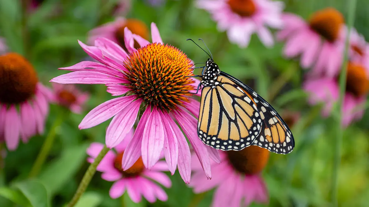 flowers that attract butterflies with purple coneflower