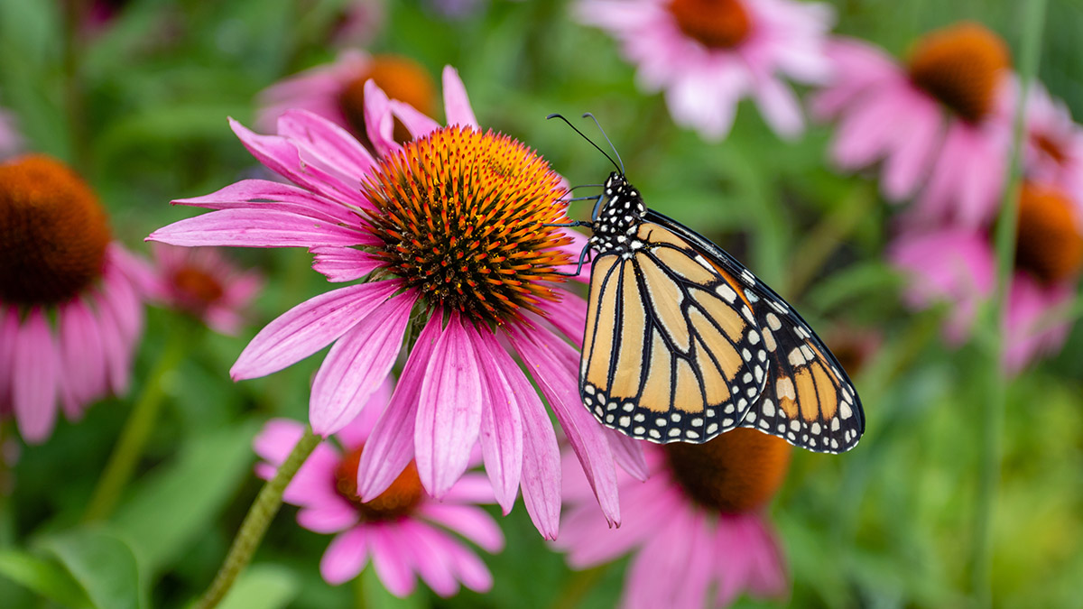 6 Flowers That Attract Butterflies | Petal Talk