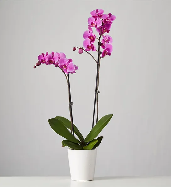 mother's day gift ideas with Large Phalaenopsis Orchid
